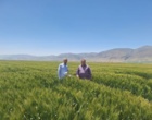 پایش علمی مزارع بروجرد؛ از تأکید بر سمپاشی به‌موقع چغندرقند تا آبیاری تکمیلی کشت ازدیادی گشنیز