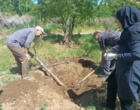 پایش تخصصی علل خشکیدگی باغات گیلاس بروجرد