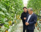 بازدید معاون وزیر از گلخانه هوشمند هیدروپونیک در پارس‌آباد مغان