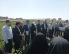 پیوند دانش و مزرعه در روز مزرعه کشت باقلای بروجرد