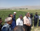 پیوند دانش و مزرعه در روز مزرعه کشت باقلای بروجرد