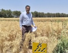 بازدید میدانی از مزارع بذور پرورشی و هزارخوشه ایستگاه تحقیقات شهید زنده‌روح