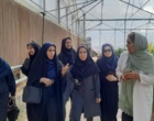 پروژه مطالعه جامعه‌شناختی نقش مشارکت زنان در بهبود معیشت جامعه روستایی