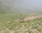 بازدید عشایری