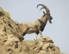 بازدید عشایری