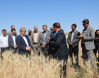 تأکید بر نقش بذرهای گواهی‌شده در پایداری تولید و تأمین امنیت غذایی کشور