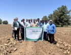 برنامه انتقال یافته های تحقیقاتی در روز مزرعه چغندر قند پاییزه موضوع برداشت چغندر قند در شهرستان سرخس