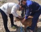 اجرای طرح تحقیقاتی «بررسی شاخص‌های بیومتری و فنوتیپی» با هدف مستندسازی و ارتقای بهره‌وری نژاد بومی