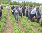پایش مرحله داشت سیب‌زمینی در سایت الگویی اردبیل