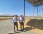 عملیات برداشت گندم «رقم دانش» در ایستگاه تحقیقات کشاورزی بروجرد آغاز شد/ گامی استراتژیک در دستیابی به ارقام پربازده با پتانسیل نفوذ بالا