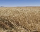 بررسی وضعیت مزارع گندم، ذرت علوفه‌ای و سیب‌زمینی در منطقه شیرینک بردسیر و ارائه راهکارهای فنی به کشاورزان