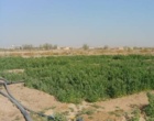 اثرات اقتصادی کشت کینوا در مزرعه تحقیقات شوری صدوق