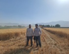 آغاز عملیات برداشت مزارع تکثیری غلات در پردیس تحقیقات کشاورزی بروجرد