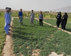 دوره آموزشی «تولید و پرورش گیاهان سبزی و صیفی» در روستای عباس آباد شهرستان خاش