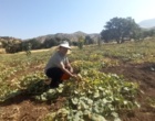 شناسایی و جمع آوری گنجینه ژنتیکی گرمک دیم کردستان