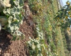شناسایی و جمع آوری گنجینه ژنتیکی گرمک دیم کردستان
