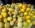 شناسایی و جمع آوری گنجینه ژنتیکی گرمک دیم کردستان