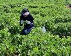 بازدید از پروژه امکان‌سنجی فنی کاربرد خاک‌پوش پلاستیکی و آبیاری قطره‌ای زیرسطحی بر عملکرد و بهره‌وری آب لوبیا چیتی
