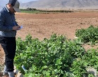 بازدید از پروژه امکان‌سنجی فنی کاربرد خاک‌پوش پلاستیکی و آبیاری قطره‌ای زیرسطحی بر عملکرد و بهره‌وری آب لوبیا چیتی