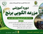 برگزاری مزرعه الگویی کشت برنج آبیاری در منطقه کیشکور از توابع شهرستان سرباز