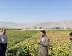لرستان، کانون تبادل دانش کشاورزی؛ برگزاری رویداد ملی انتقال یافته‌های نوین تحقیقاتی در بروجرد و ازنا