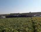 لرستان، کانون تبادل دانش کشاورزی؛ برگزاری رویداد ملی انتقال یافته‌های نوین تحقیقاتی در بروجرد و ازنا