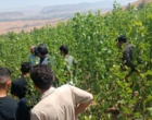 برگزاری دوره آموزشی و عملی «تولید نهال و فنون جنگل‌کاری» در نهالستان منابع طبیعی لرستان