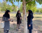 بازدید محققین مرکز تحقیقات و آموزش کشاورزی و منابع طبیعی استان کرمان از شهرستان رابر