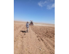 عملیات آماده سازی زمین و پایش جمعیت علف‌های هرز مزرعه گندم دیم در روستای نجف‌آباد آشتیان