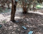 نشان‌های بلوغ در درختان زیتون لرستان؛ باغ‌های نمونه آمادگی کامل برای برداشت دارند