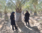 نشست کارگروه مسئله‌محور ارتقای بهره‌وری پهنه‌های تولیدی در مرکز جهاد کشاورزی شهرستان جیرفت