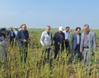 تحول در تولید کنجد ایران؛ از اصلاح‌نژاد برای برداشت مکانیزه تا بازنگری در سیاست‌های قیمتی