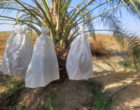 گزارش پیشرفت اجرای پروژه تحقیقی-توسعه ای مدیریت تلفیقی بیماری لکه‌برگی و عارضه خشکیدگی خوشه خرما