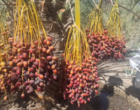 گزارش پیشرفت اجرای پروژه تحقیقی-توسعه ای مدیریت تلفیقی بیماری لکه‌برگی و عارضه خشکیدگی خوشه خرما