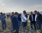 پایش مزارع پنبه شهرستان مانه