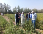 برگزاری روز مزرعه الگویی کشت کنجد در منطقه جلگه چاه هاشم شهرستان دلگان