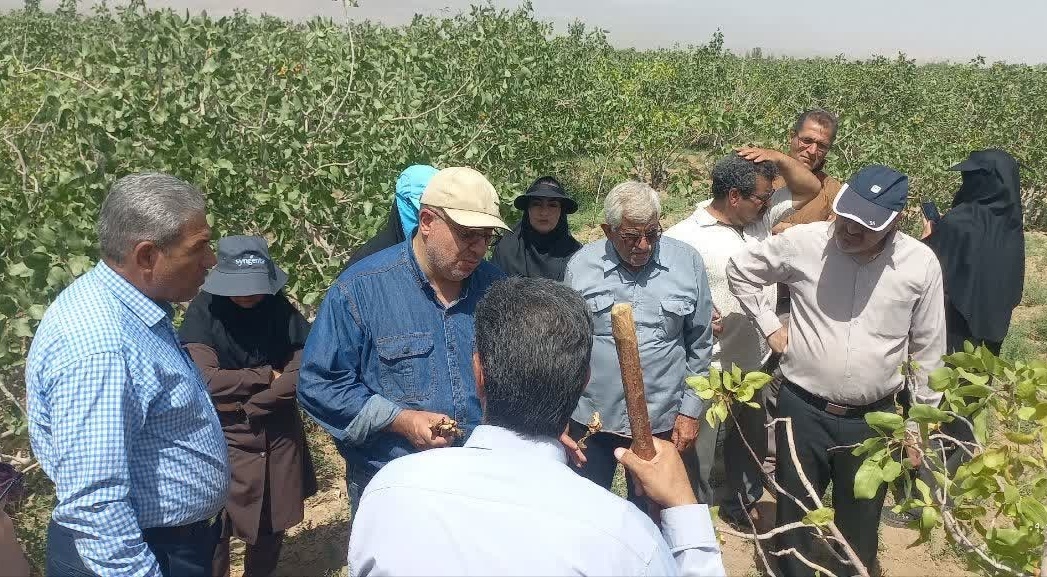 در راستای ارتقای دانش فنی بهره‌برداران و آشنایی با روش‌های نوین باغداری  رویداد «روز مزرعه» برگزار شد.