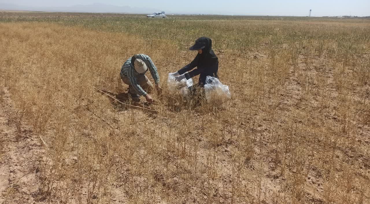 عملیات پایش و ارزیابی جمعیت آفات، بیماریها و علف‌های هرز مزرعه گندم دیم در روستای نجف‌آباد آشتیان