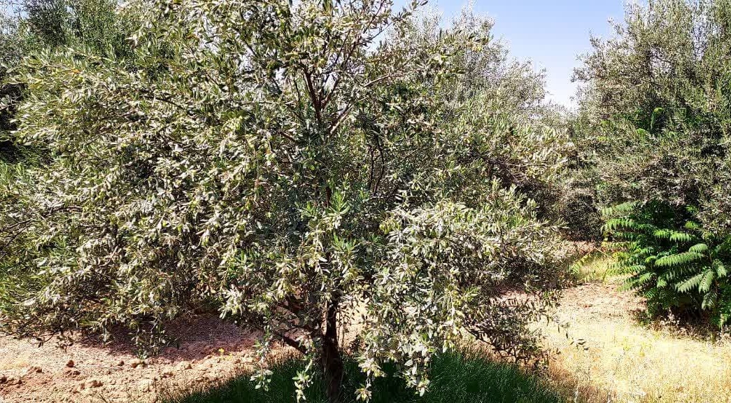باغ زیتون سراب چنگایی در مسیر بهبود؛ از ترمیم شبکه آبیاری تا کنترل آفات و افزایش بهره‌وری