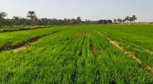 دوره آموزشی مدیریت آب در کشت خشکه‌کاری برنج