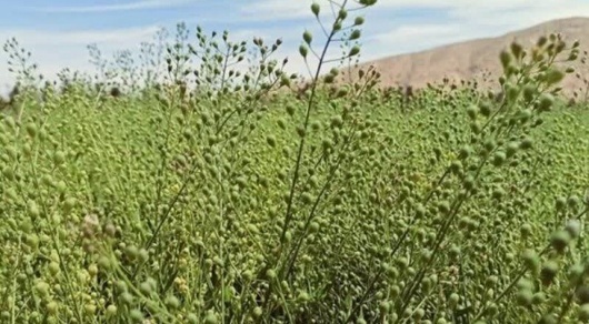 گیاه کاملینا راهبرد کلیدی برای تأمین امنیت غذایی و مدیریت بحران کم‌آبی
