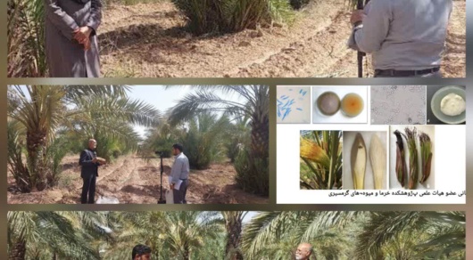 ضبط کلیپ آموزشی-ترویجی با محوریت کرم میوه خوار خرما و بیماری خامج خرما در نخلستان ستاد پژوهشکده خرما و میوه‌های گرمسیری