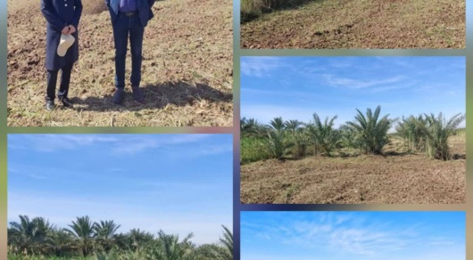 پاکسازی و حذف علف‌های هرز نی از سطح نخلستان در قطعه کشت متراکم پژوهشکده خرما و میوه‌های گرمسیری