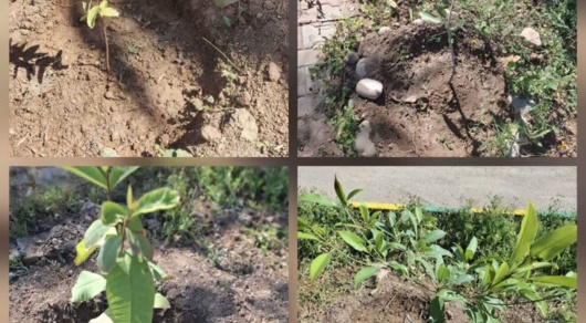 کاشت نهال میوه های گرمسیری در محوطه ستاد پژوهشکده