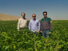 پیشرفت مطلوب مزارع سویا در سرپل ذهاب با هدف توسعه کشت و افزایش تنوع محصولات
