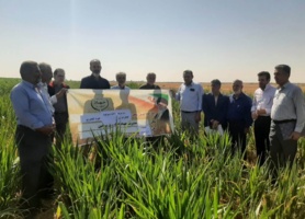 برگزاری روز مزرعه با عنوان " کشت گیاهان کم‌آب‌بر (کینوا و سورگوم) "