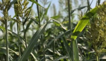 بازدید از ایستگاه مرکزی و نظارت بر روند آبیاری مزارع قصیل جو و مزارع پرورشی و تکثیری