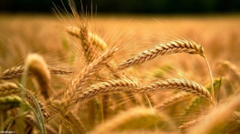 گزارش اجرای طرح‌های مشارکتی مدیریت تغذیه گندم (PNT)  در استان اصفهان