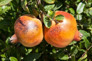 سایبان سفید، کارآمدترین راهکار مدیریت آفتاب‌سوختگی در باغات انار