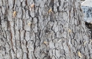 تهدید اکوسیستم زاگرس با هجوم آفت ملخ بال‌کوتاه